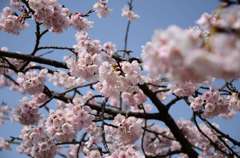 満開寒桜