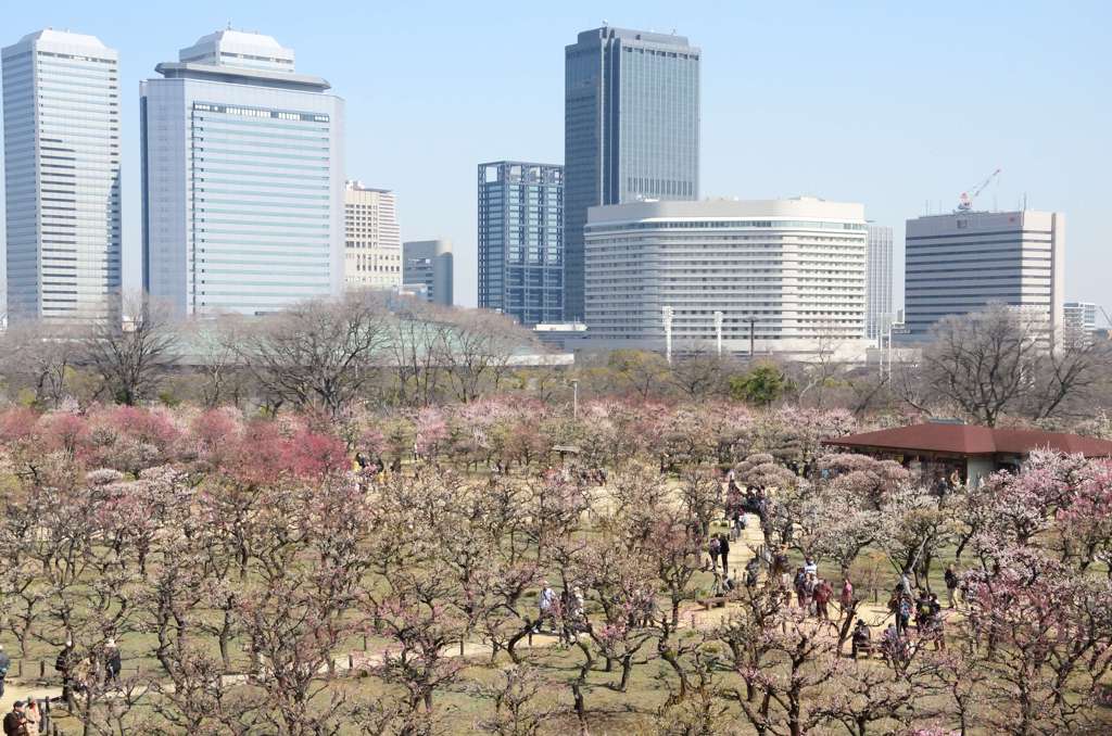 大阪城梅林