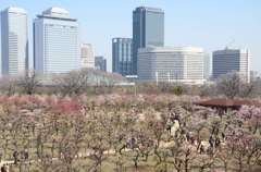 大阪城梅林