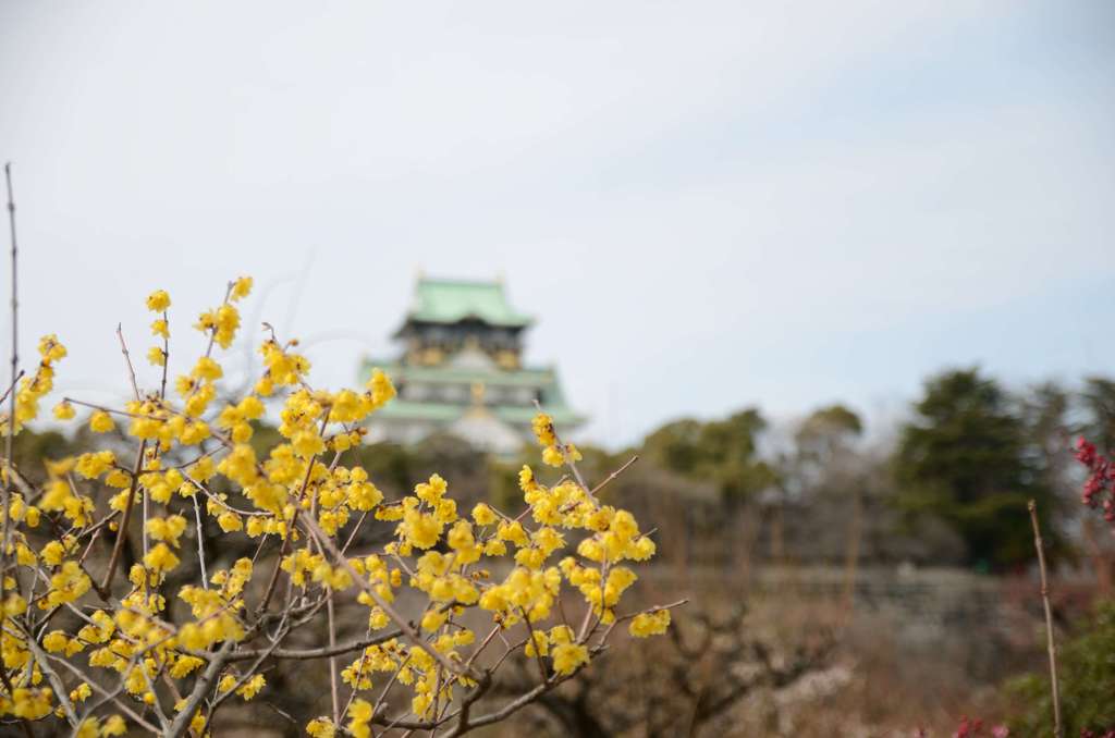 蝋梅と大阪城