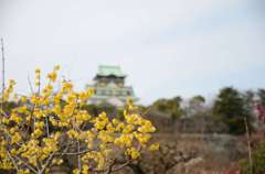 蝋梅と大阪城