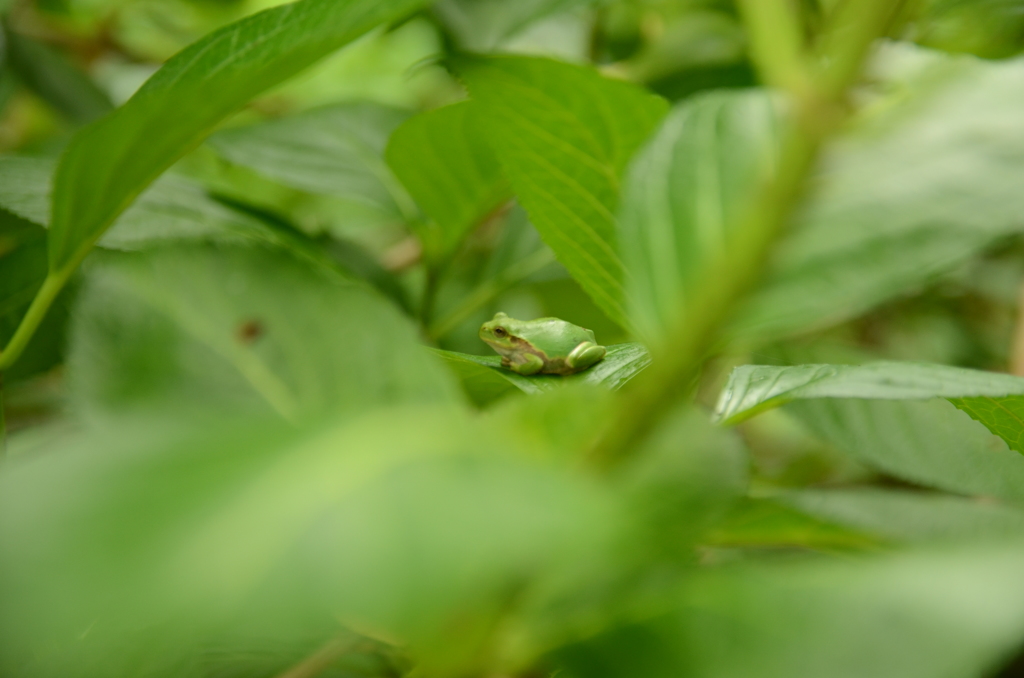 カエル休憩中