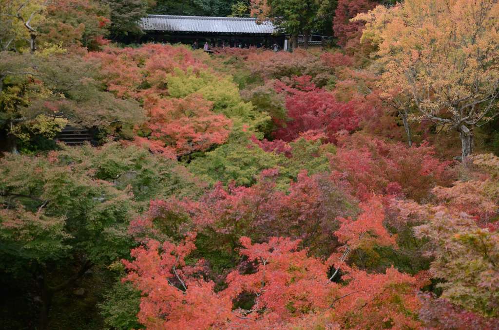 通天橋からの眺め