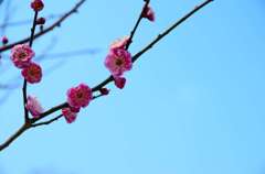 梅の花