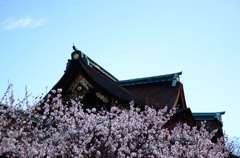 満開の北野天満宮