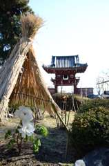 當麻寺　冬牡丹