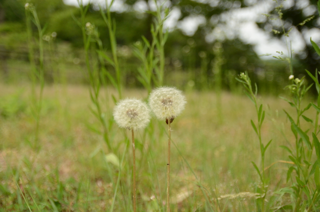 タンポポ綿毛