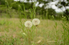 タンポポ綿毛