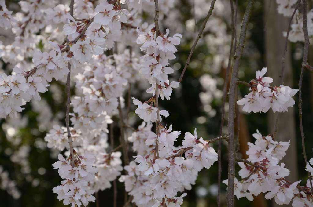 しだれ桜