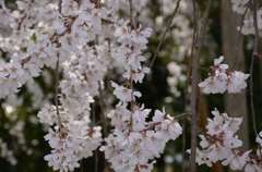 しだれ桜