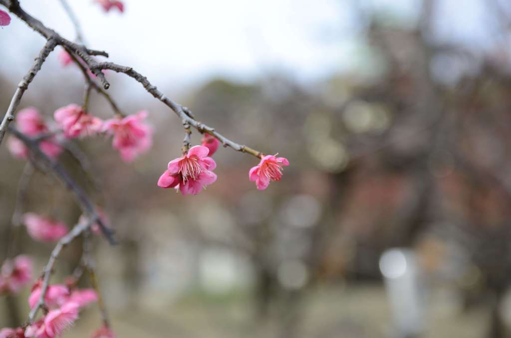 しだれ梅