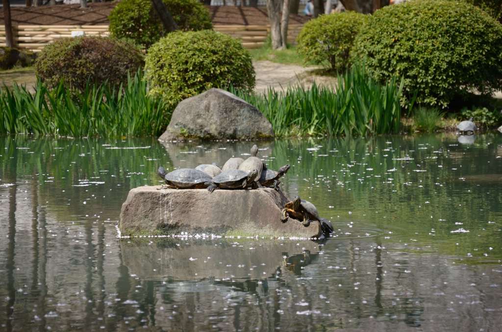 亀