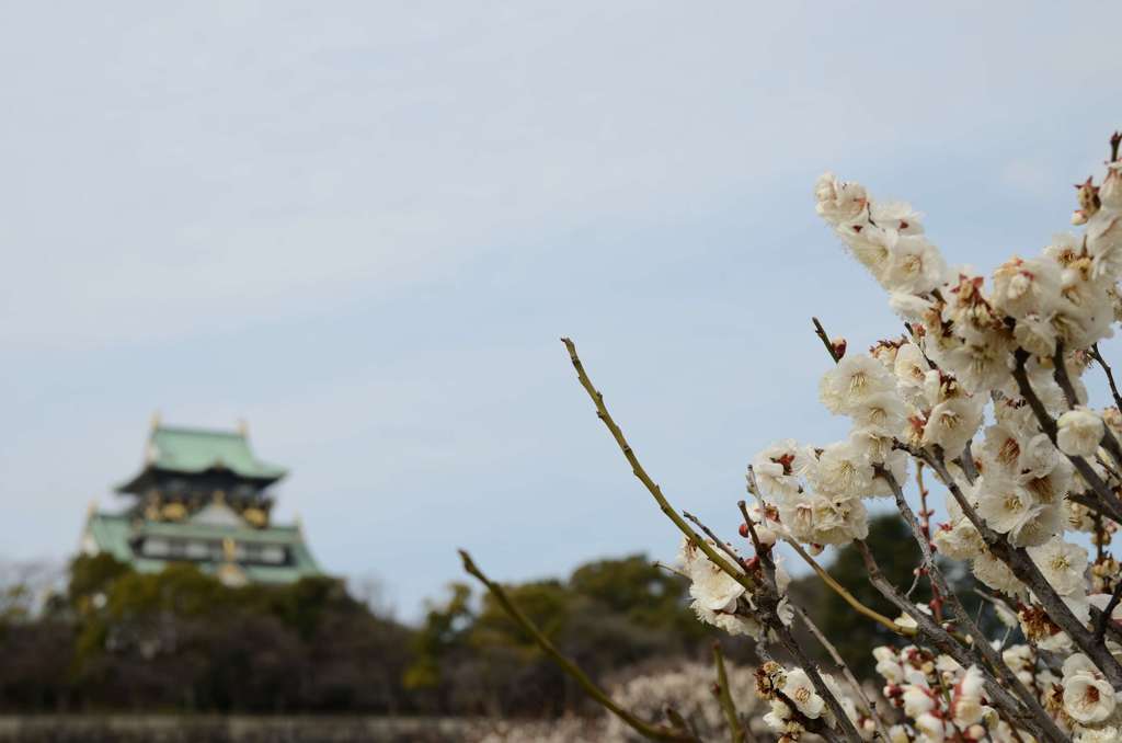 白い梅と大阪城