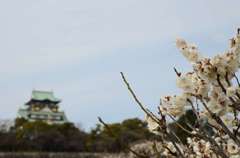 白い梅と大阪城