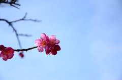 梅と青空