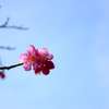 梅と青空