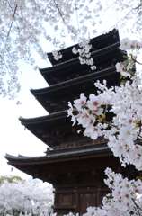 桜の額縁