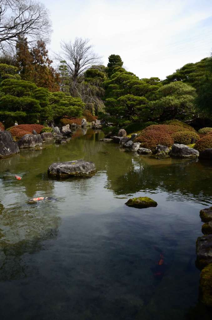 日本庭園と鯉