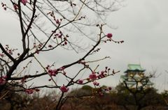 梅と大阪城