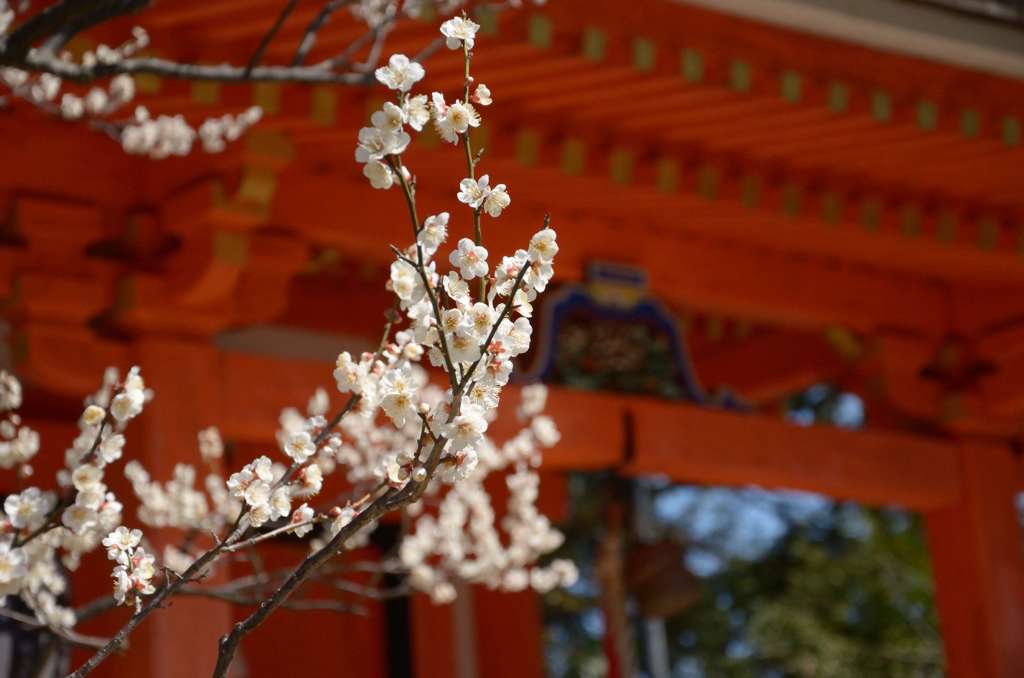 北野天満宮の梅