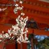 北野天満宮の梅