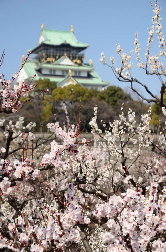 大阪城と梅