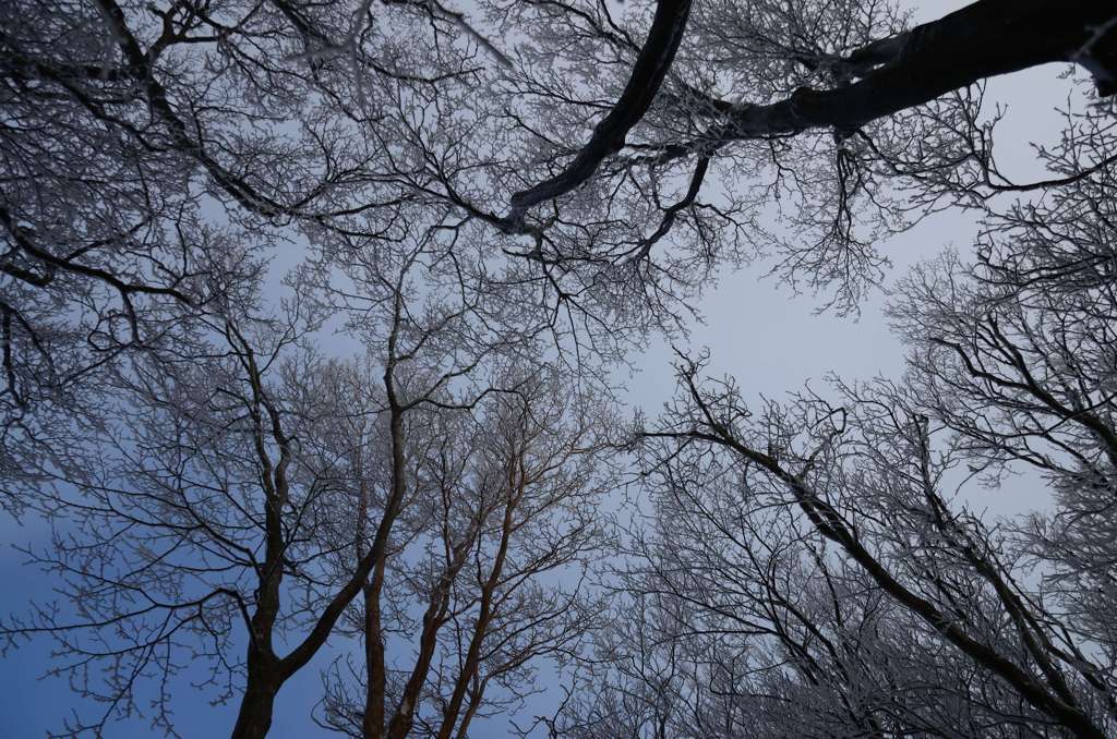 霧氷