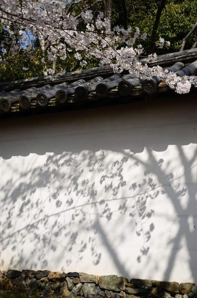 桜の影絵