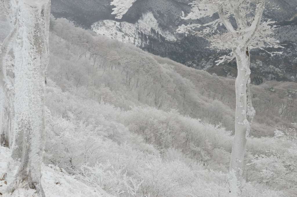 霧氷