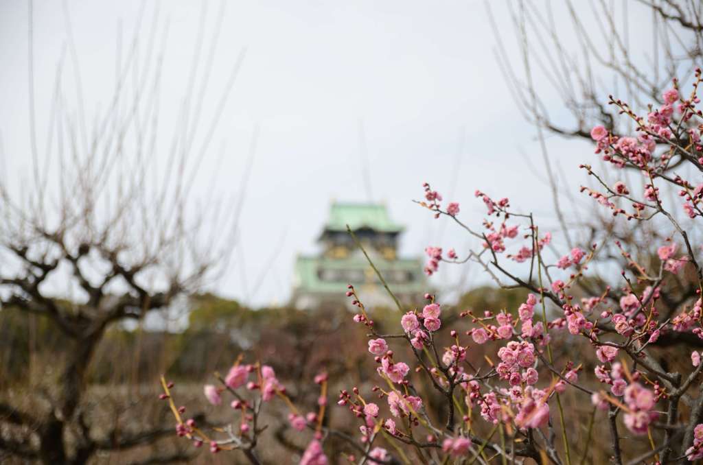 梅と大阪城
