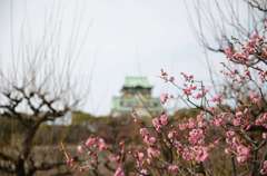 梅と大阪城