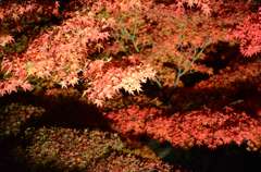 紅葉ライトアップ