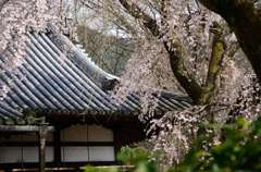 桜吹雪