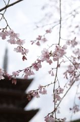 醍醐寺　五重塔