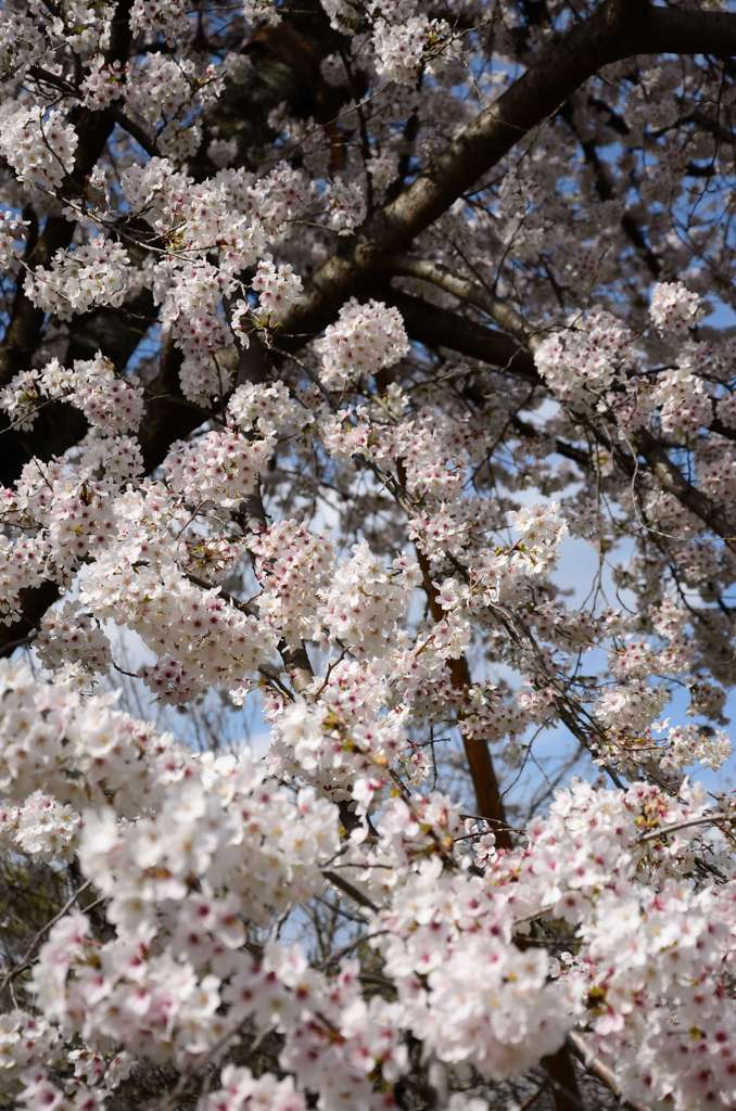 桜満開