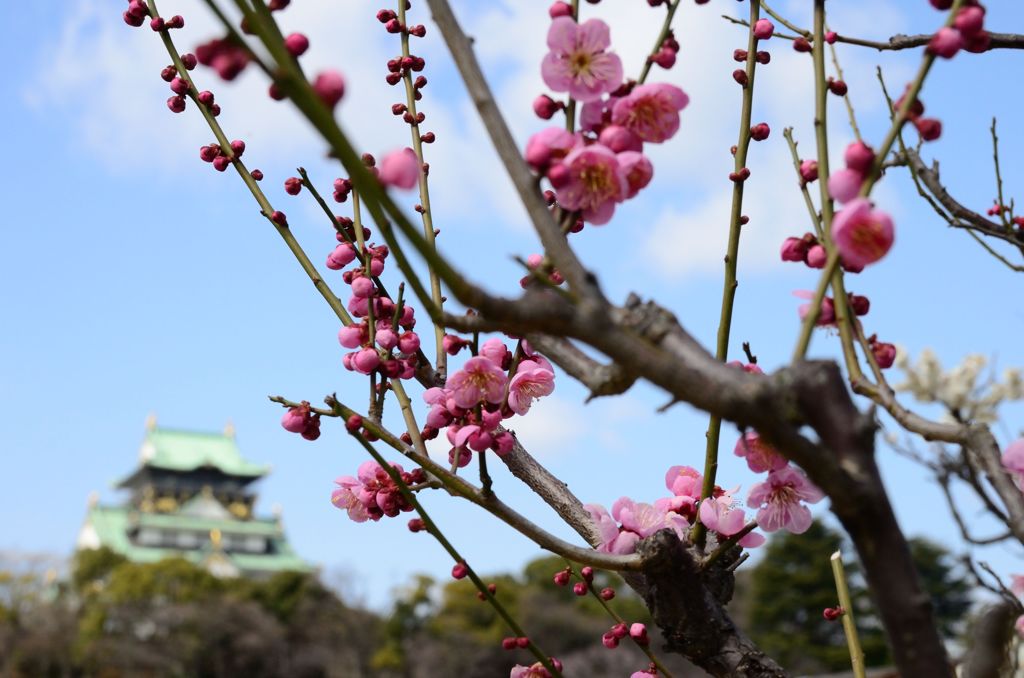 大阪城と梅