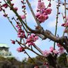 大阪城と梅