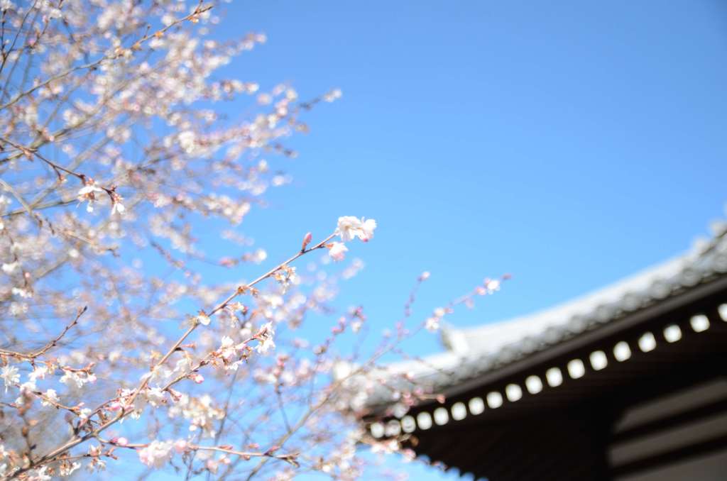 當麻時の桜？