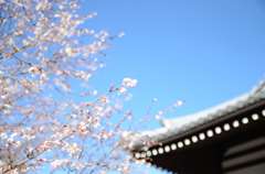 當麻時の桜？