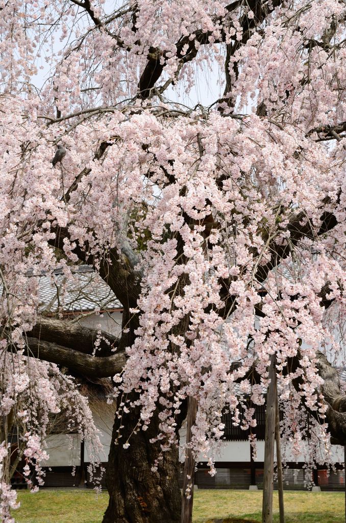 醍醐寺のしだれ桜