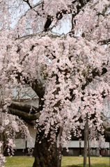 醍醐寺のしだれ桜