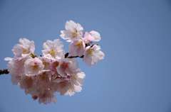 寒桜