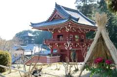 當麻寺の冬牡丹
