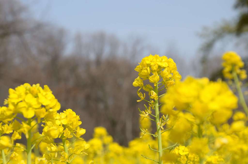 寒咲花菜