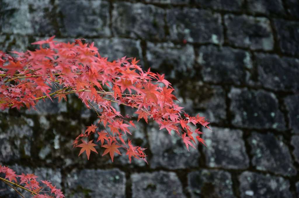 紅葉