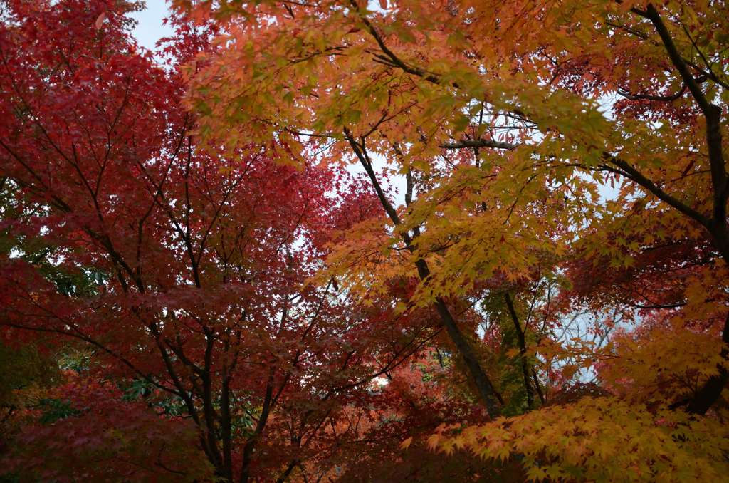 永観堂の紅葉