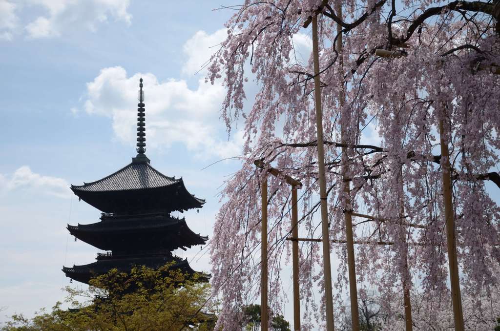 五重塔と桜