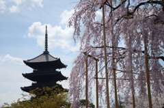五重塔と桜