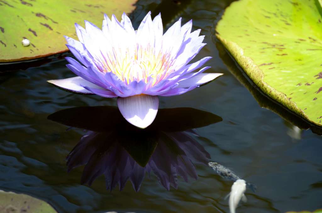 神戸花鳥園のスイレン