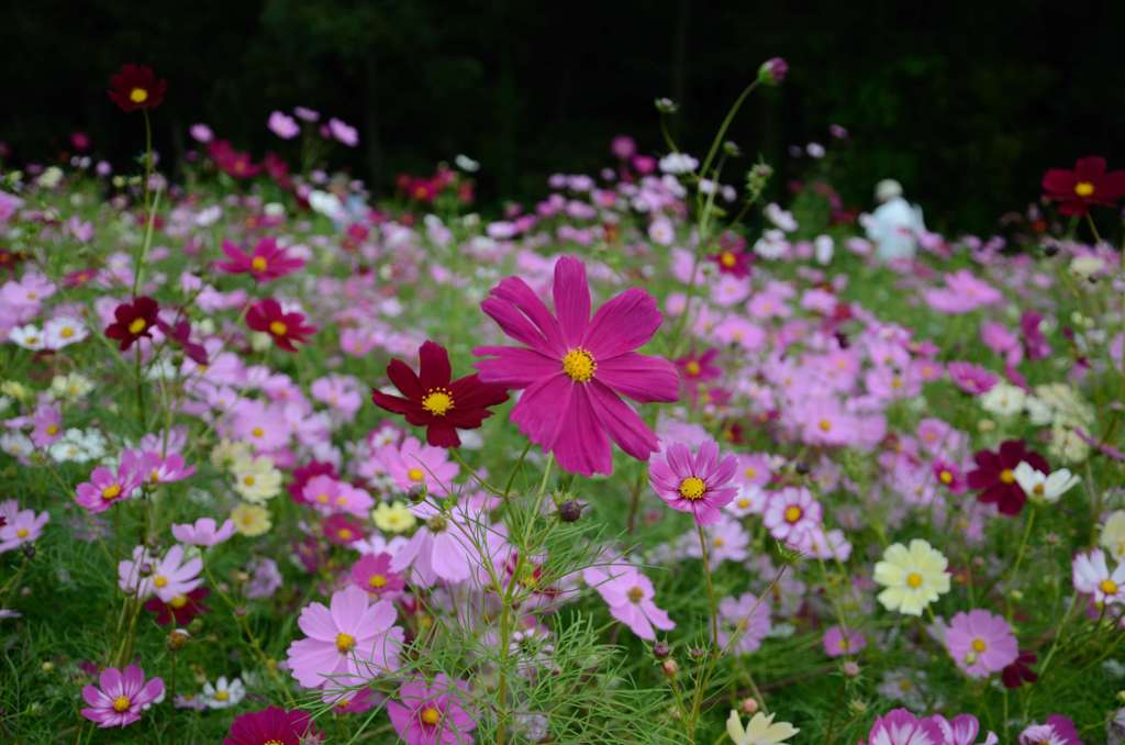 万博公園　コスモス